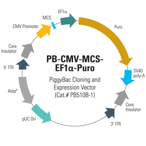 Pb-cmv-mcs-ef1-puro cdna cloning and expression vector (sous licence) 10 µg
