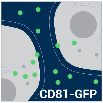 Pct-cd81-gfp (pcmv exosome/secretory cd81 tetraspanin tag) sup 2,10^6 ifus