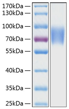 Recombinant human cd58 protein 50 µg
