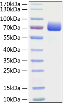 Recombinant mouse pd-l1/b7-h1 protein 100 µg