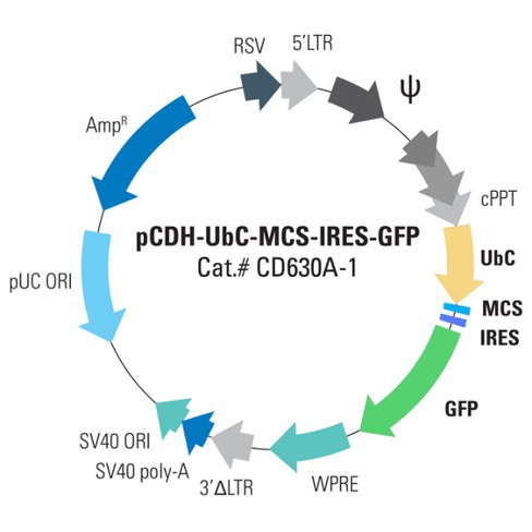 Pcdh -ubc-mcs-ires-gfp cdna cloning and expression vector 10 µg