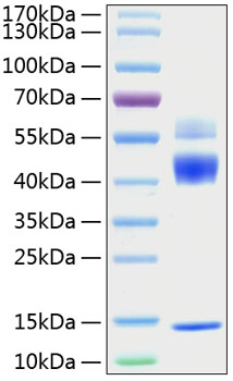 Recombinant rat tgf-beta 1 protein 10 µg