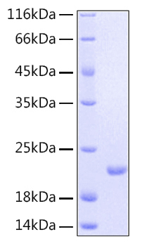 Recombinant human il-11 protein 10 µg