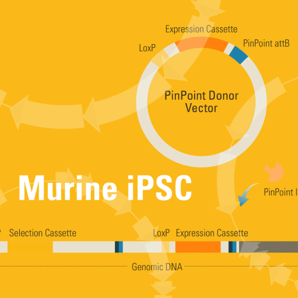 Pinpoint-fc murine ipsc platform cell line for targeted gene insert (with pinpoint site already placed) sup à2x10^5 cells
