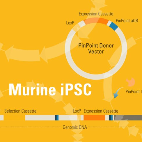 Pinpoint-fc murine ipsc platform cell line for targeted gene insert (with pinpoint site already placed) sup à2x10^5 cells