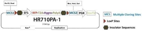 Gene knock-out hr targeting vector w/dual selection markers and negative selection against random integration 10 µg