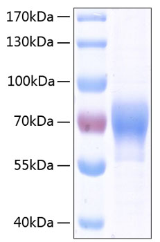 Recombinant human lilrb2/cd85d/ilt4 protein 500 µg