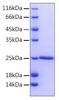 Recombinant human bcl2 protein 50 µg