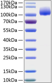 Recombinant human trka protein 100 µg
