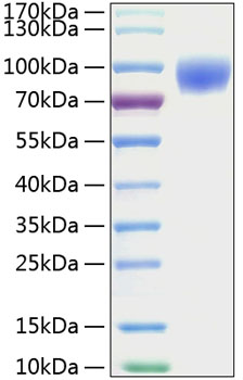 Recombinant mouse icam-1/cd54 prote in 50 µg