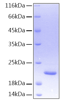 Recombinant human tl1a/tnfsf15 prot ein 10 µg