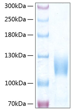 Recombinant human trkc/ntrk3 protei n 50 µg