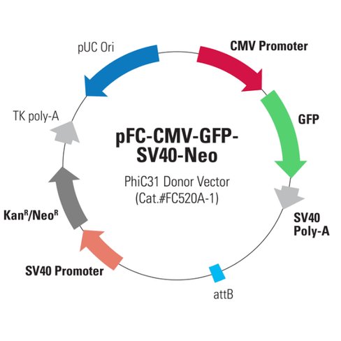 Pfc-cmv-gfp-sv40-neo positive control donor vector 10 µg