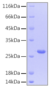 Recombinant human cntf protein 20 µg
