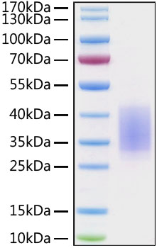 Recombinant human cd28/tp44 protein 100 µg