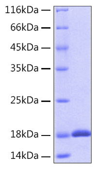 Recombinant human il-18 protein 100 µg