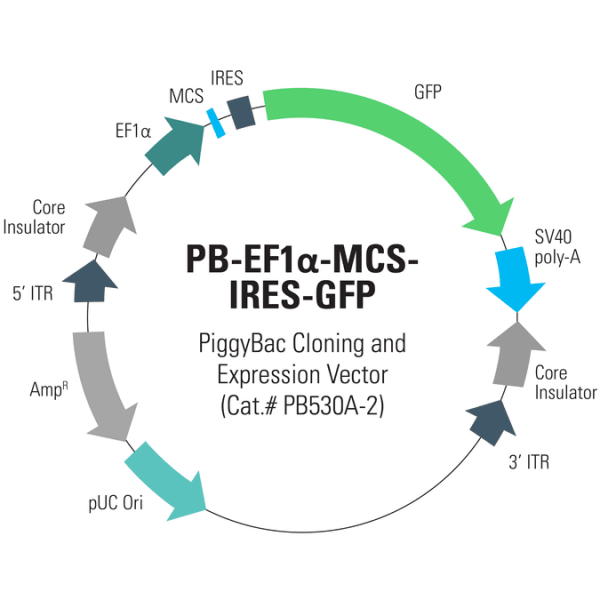 Pb-ef1-mcs-ires-gfp cdna cloning and expression vector (sous licence) 10 µg