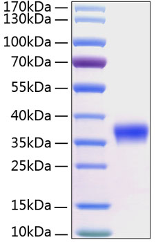 Recombinant human klk-8/kallikrein- 8 protein 20 µg