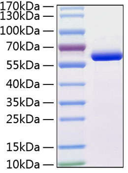 Recombinant human mmp-13 protein 10 µg