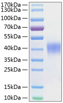 Recombinant human cd48/slamf2/bcm1 protein 100 µg