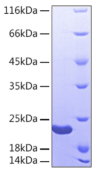 Recombinant human sonic hedgehog n- product protein 20 µg