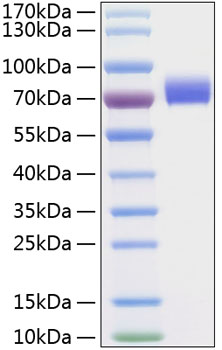 Recombinant human cd33/siglec-3 pr otein 50 µg