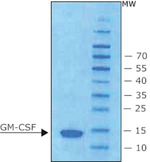 Granulocyte-macrophage colony-stimulat 50 µg