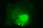 GFP ELISA Kit 96 assays 96 réactions