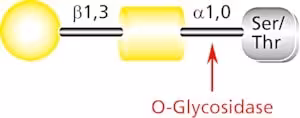 O-glycosidase from streptococcus pneumon 0.04u 0,04 U