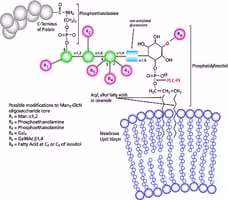 Phospholipase c phosphatidylinositol- s 5 U