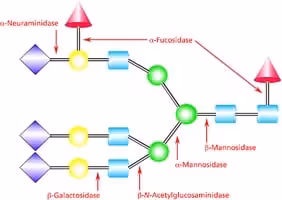 Beta-mannosidase from helix pomatia cru 5 U