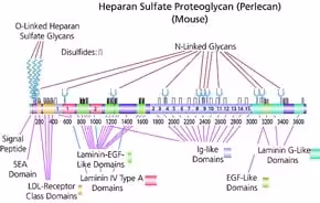 Heparan sulfate proteoglycan from baseme 0,1 mg