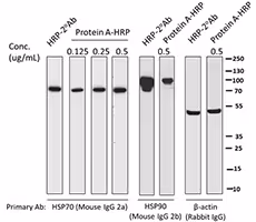 HRP Protein A 500 µL