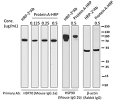 HRP Protein A 500 µL