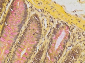 Tartrazine solution 250 ml