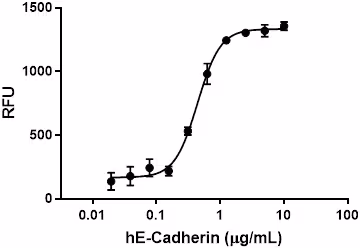 Recombinant Human E-Cadherin-Fc Chimera (carrier-free) 100 µg
