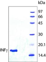 Interferon-gamma human sup à=98% sds 0,1 mg
