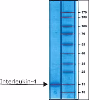 Interleukin-4 human il-4 recombinant 5 µg