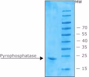 Inorganic pyrophosphatase from e.coli r 1 mg