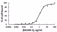 Recombinant Human ICAM-1-Fc Chimera (carrier-free) 100 µg
