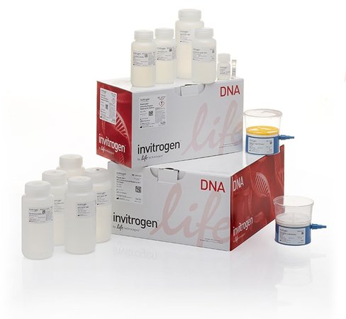 Purelink hipure expi plasmid megaprep kit 4 preps