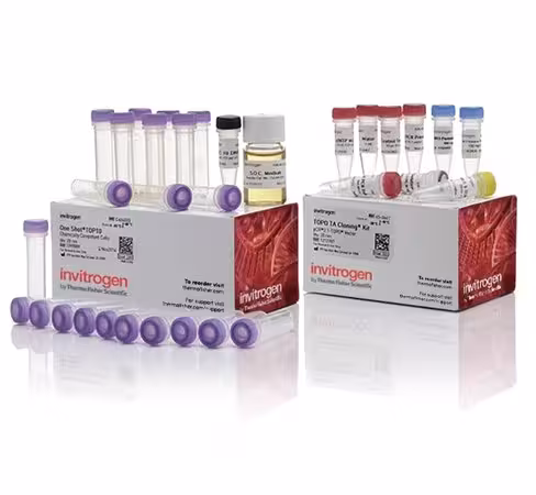 Topo ta cloning kit for subcloning, with one shot top10 chemically competent e. coli cells-25 réactions