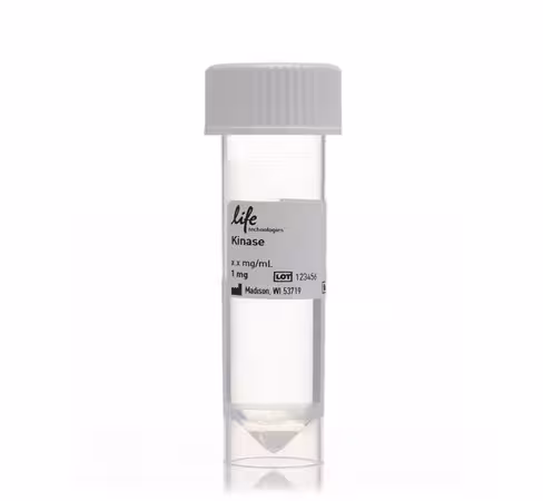 Yes1 recombinant human protein-1 µg 1 mg
