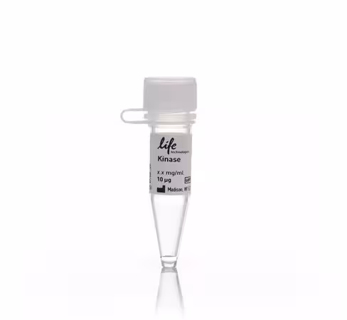 Yes1 recombinant human protein-10 µg
