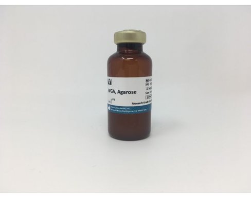 Agarose bound wheat germ agglutinin (wga) 10 ml