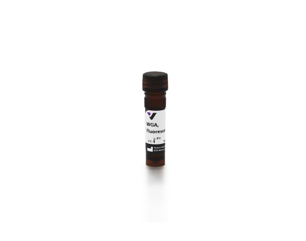 Fluorescein wheat germ agglutinin 5 mg
