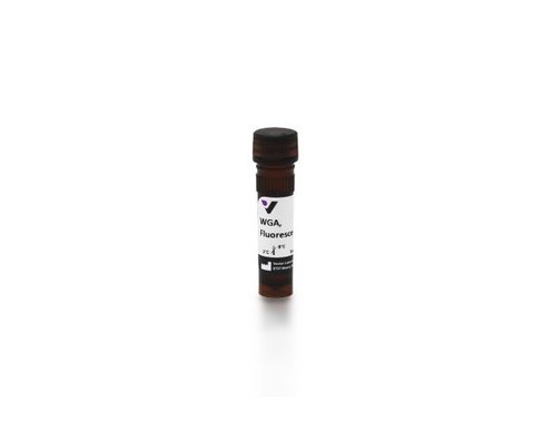 Fluorescein wheat germ agglutinin 5 mg