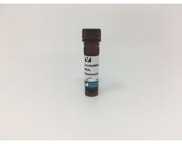 Fluorescein succinylated wheat germ agglutinin 5 mg