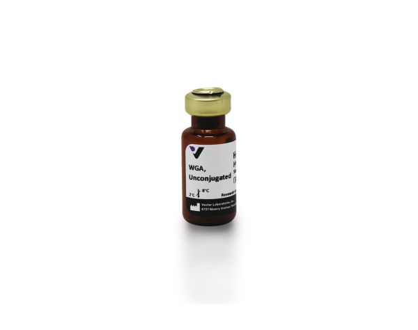 Wheat germ agglutinin (25mg)