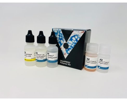 Immpress horse anti-rabbit igg plus polymer kit peroxidase 15ml